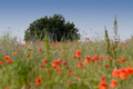 Poppy Field