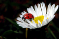 Ladybug