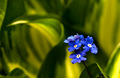 Cvjetak plavi …