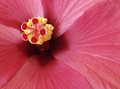 Hibiscus 1