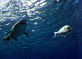 Shark