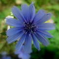 Cvijetak plavi