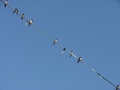 Birds-on-a-wire