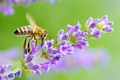 pčela na paši