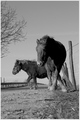 Konji sa zapad…