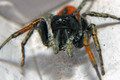 Jumping spider