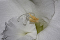 Gladiole