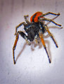 Jumping spider