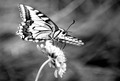 BWButterfly