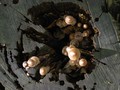 Mushrooms in t…