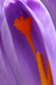 Šafran (Crocus…