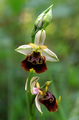 Ophrys holoser…