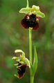 Ophrys holoser…