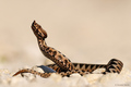 Poskok (Vipera…