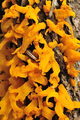 Calocera visco…