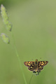 Melitaea sp. (…