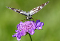 Melanargia gal…