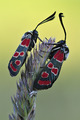 (Zygaena carni…