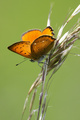 Lycaena virgau…