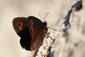 Erebia sp.