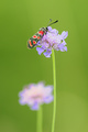 (Zygaena carni…