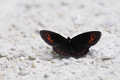 Erebia sp.