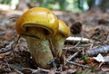 Cortinarius su…