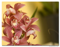 Cimbidium
