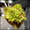 Sempervivum te…