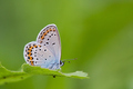 Plebejus argyr…