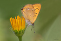 Lycaena virgau…