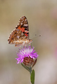 Vanessa cardui…