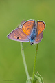 Lycaena alciph…