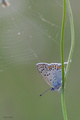 Lycaena tityru…