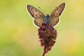 Lycaena tityru…