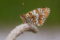 Melitaea phoeb…