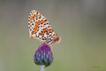 Melitaea didym…