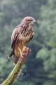 škanjac (Buteo…