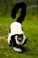 lemur