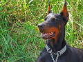 gđa doberman