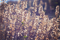 winter flowers