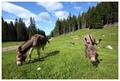 Alpski magarci
