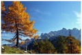 Alpska jesen