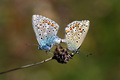 Dva leptira