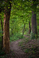 Forest path