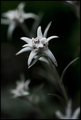 edelweiss, ede…