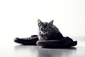 maca papučaric…