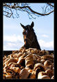 cookie na atme…