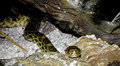 Bikovska zmija