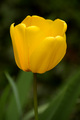 tulipan